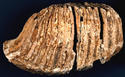 Mammoth tooth